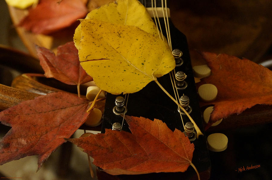 Mandolin Autumn 4 Photograph by Mick Anderson