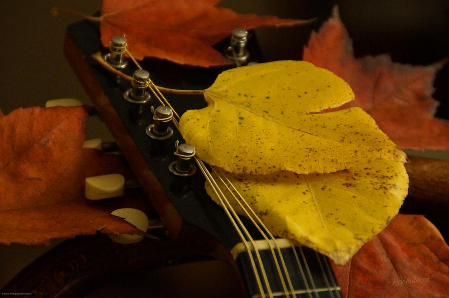 Mandolin Autumn 6 Photograph by Mick Anderson