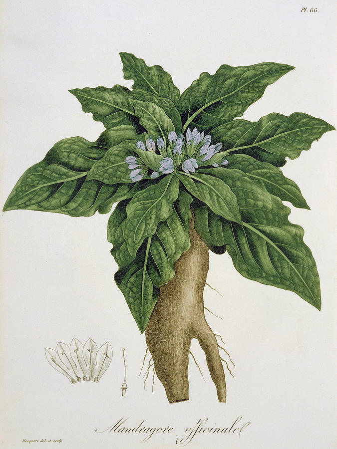 Flower Painting - Mandragora Officinarum by LFJ Hoquart