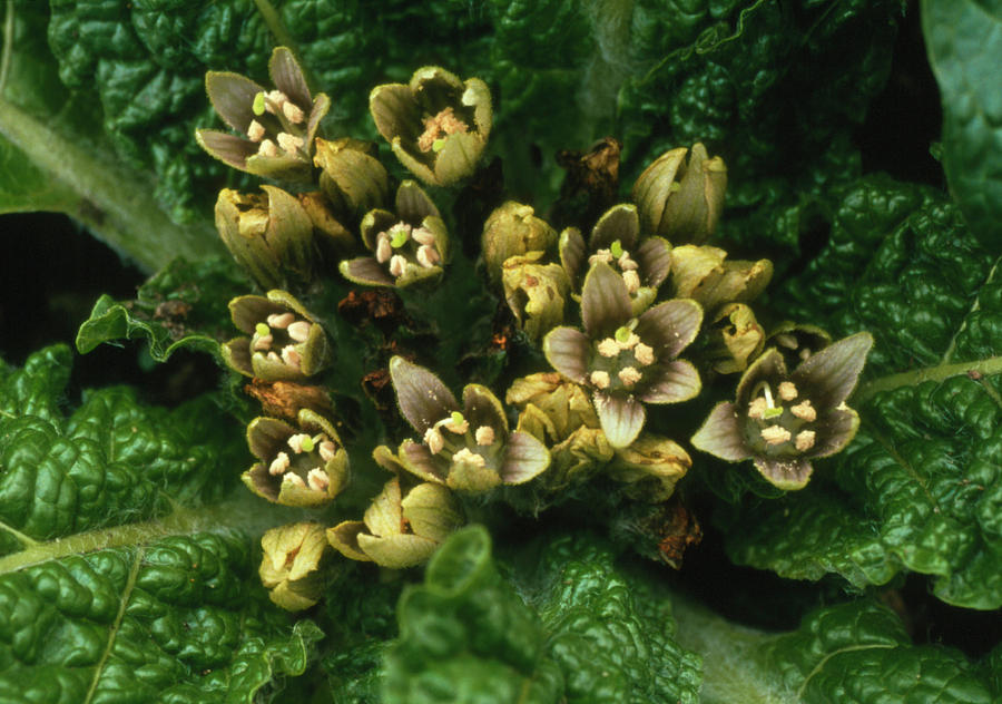 Mandrake Flowers Photograph by Jerry Mason/science Photo Library