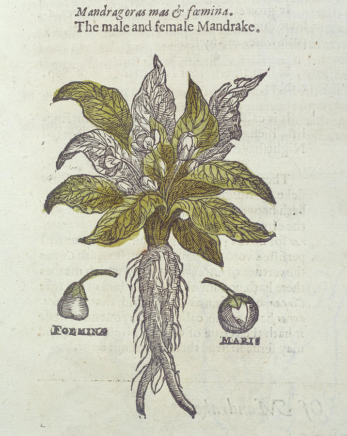 Antique Illustration Of Mandrake Plant Stock Illustration