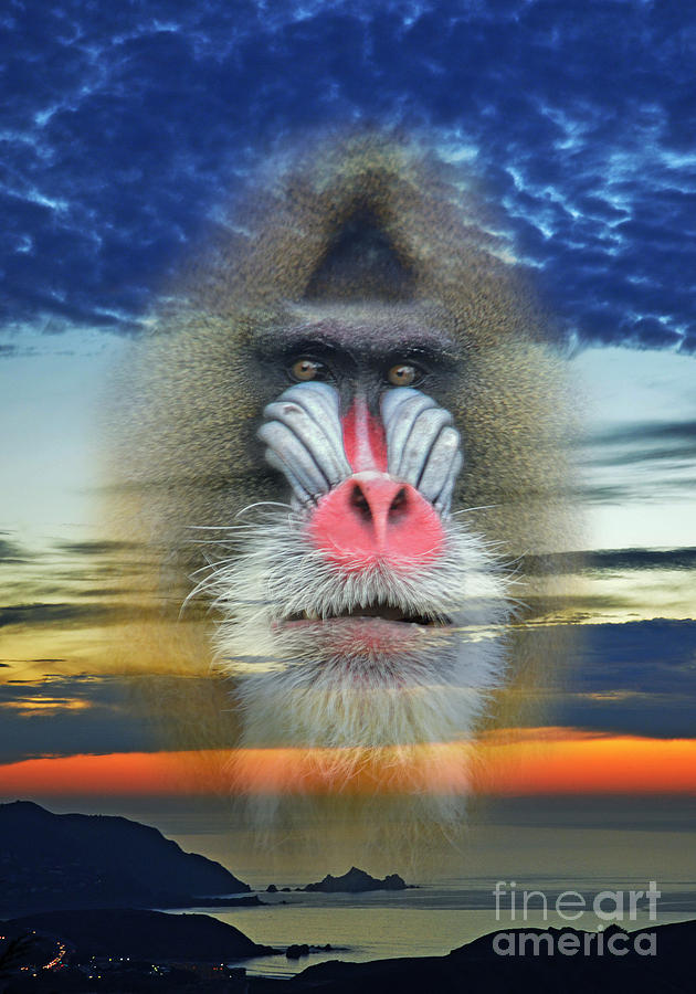 Mandrill at the End of a Day  Photograph by Jim Fitzpatrick