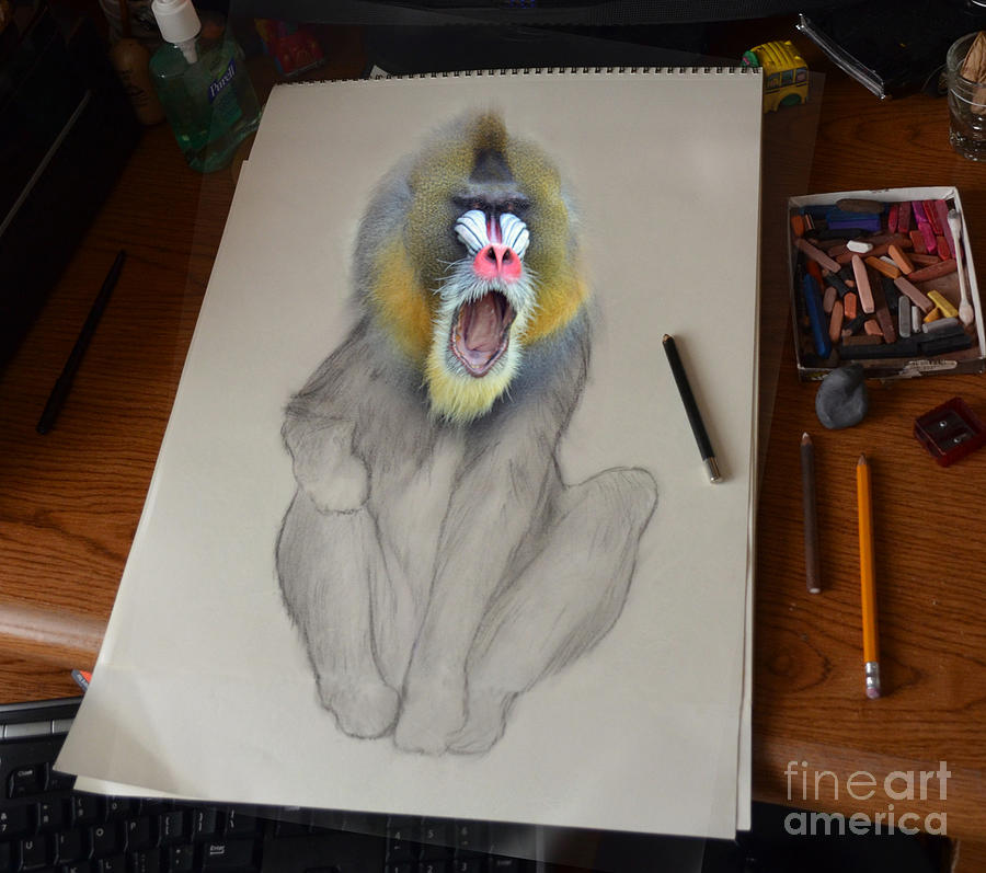 Animal Photograph - Mandrill Drawing Coming Alive by Jim Fitzpatrick