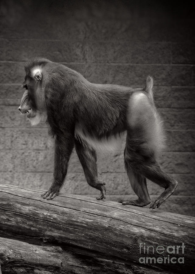 Black And White Photograph - Mandrill by HD Connelly