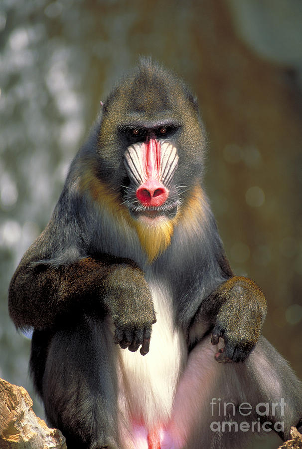 Mandrill Male Photograph by Gregory G. Dimijian