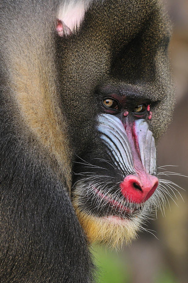 Mandrill Male Photograph by Thomas Marent