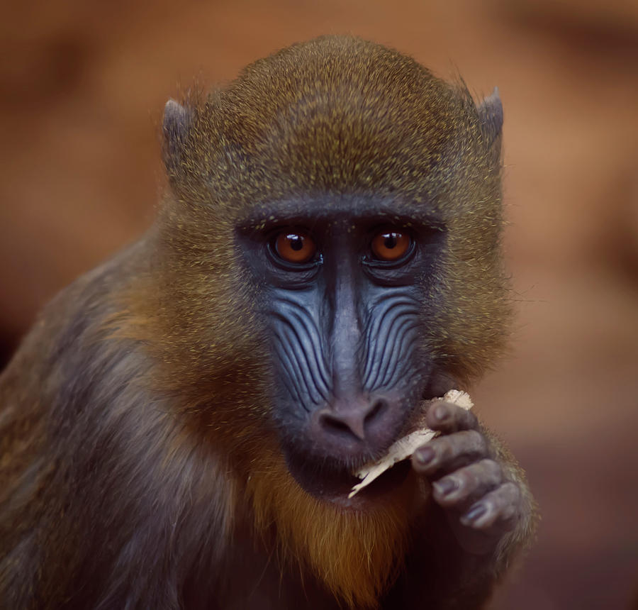 Mandrill Photograph by Photo By Steve Wilson
