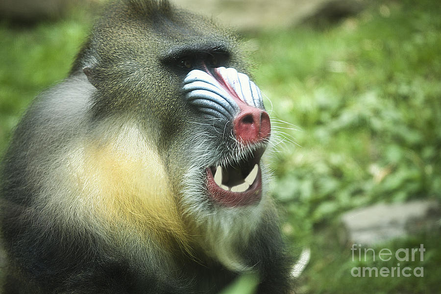 Mandrill Photograph by Rich Collins
