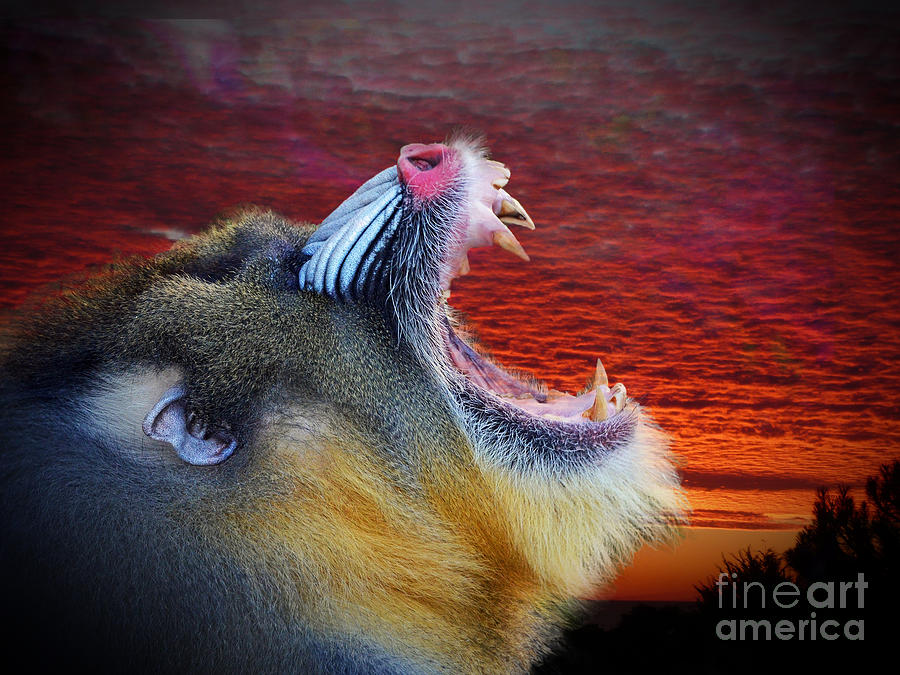 Animal Photograph - Mandrill Roaring at the End of a Day  by Jim Fitzpatrick