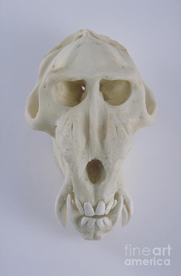 Mandrill Skull Photograph by Barbara Strnadova