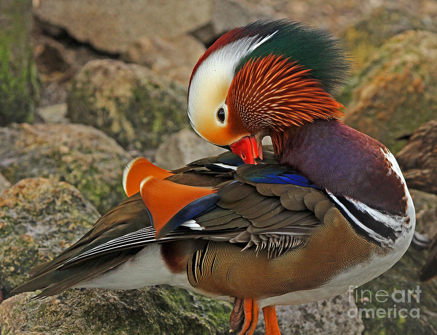 Mandarin Duck Photograph by Larry Nieland