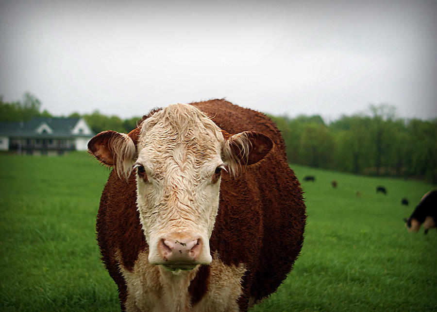 Cow Photograph - Mandy The Curious Cow by Cricket Hackmann