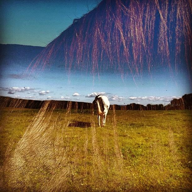 Horse Photograph - Mane Attraction #horses #doubleexposure by Nicole Karr