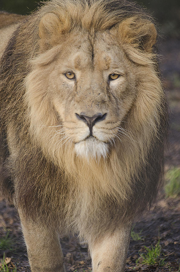 Lion Photograph - Mane Man  by Darren Wilkes