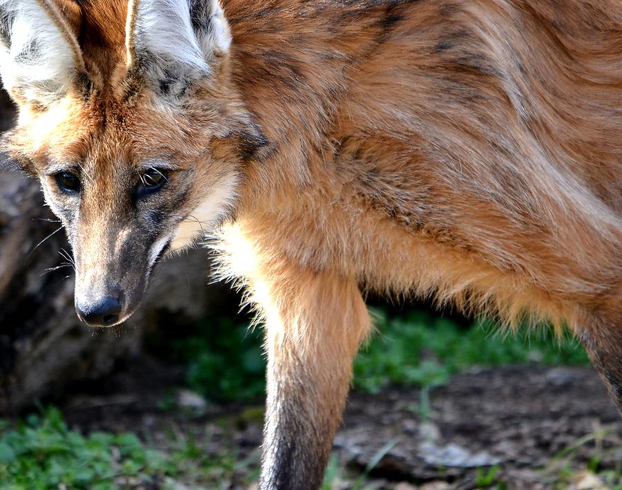 Maned Wolf Photograph by Deena Stoddard