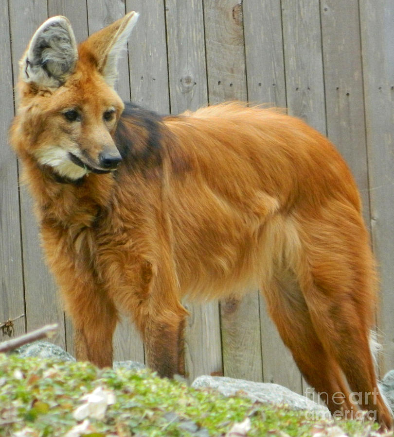Maned Wolf Photograph by Emmy Vickers