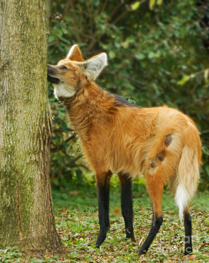 Maned Wolf Healing Photograph by Emmy Vickers