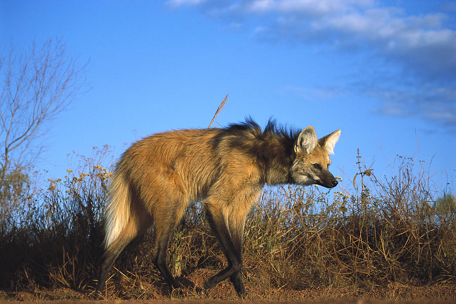 Maned Wolf In Tall Grass Brazil Photograph by Tui De Roy