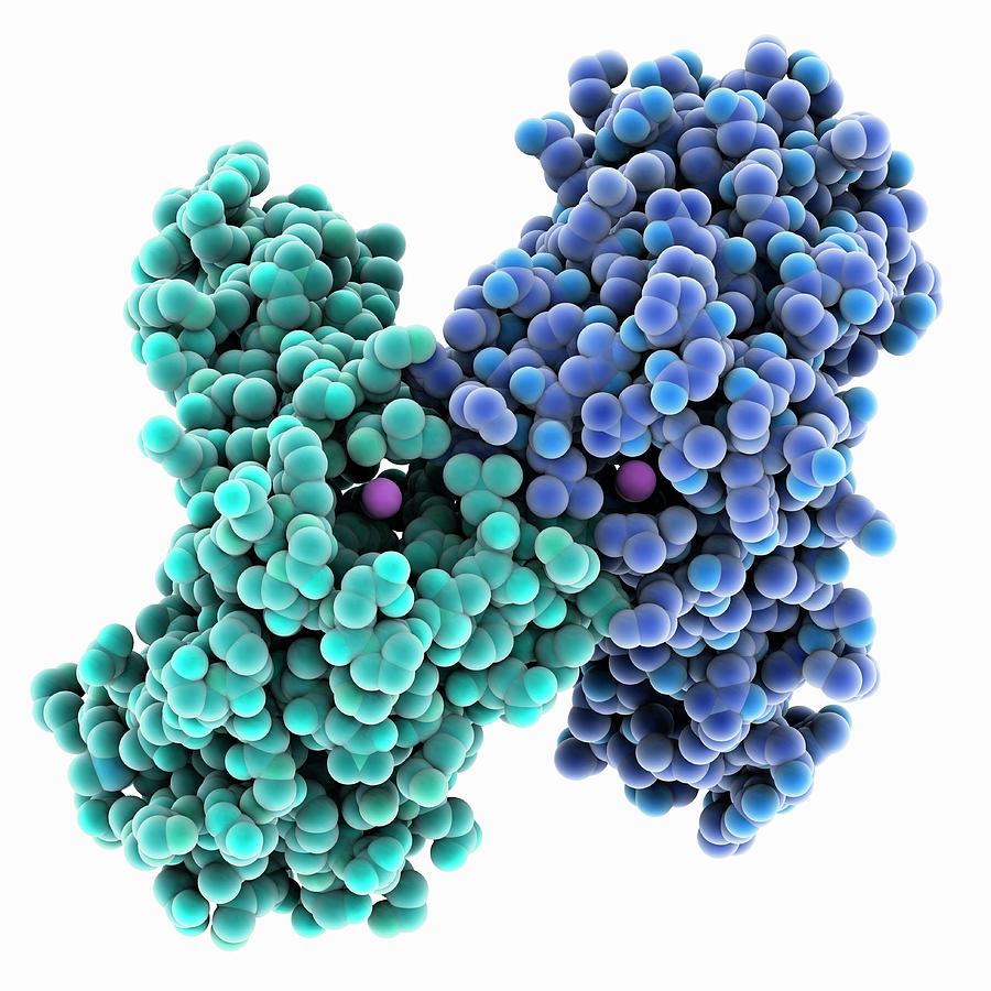 Manganese Superoxide Dismutase Photograph by Laguna Design/science Photo Library