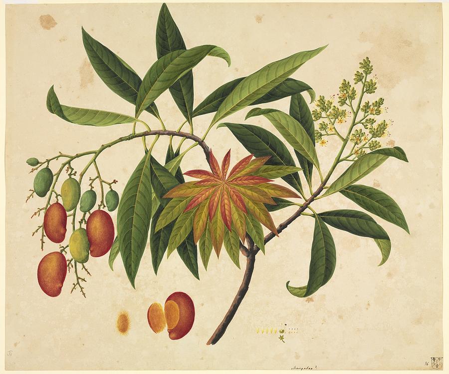 Flower Photograph - Mangifera indica, 19th-century artwork by Science Photo Library