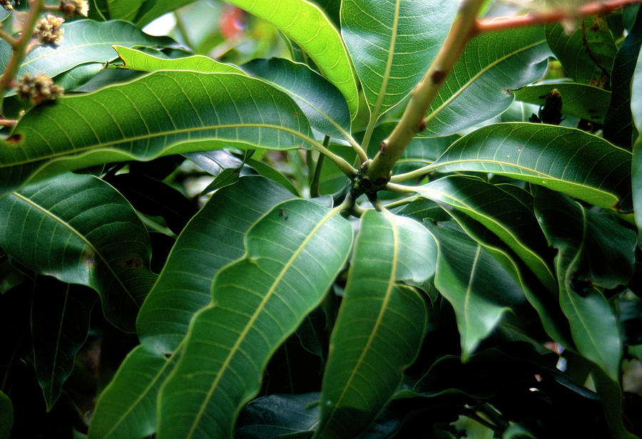 Mangifera Indica. Photograph by A S Gould/science Photo Library - Pixels