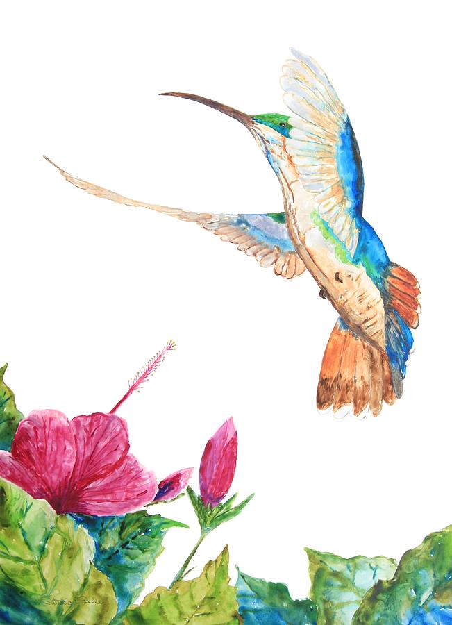 Bird Painting - Mango Hummingbird by Patricia Beebe