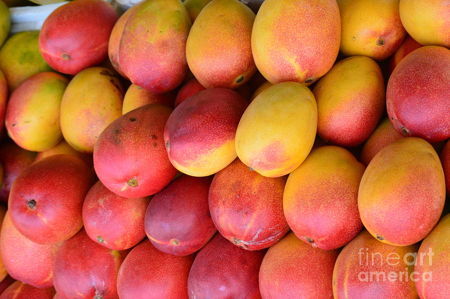 Mango Lineup Photograph by Pamela Shearer