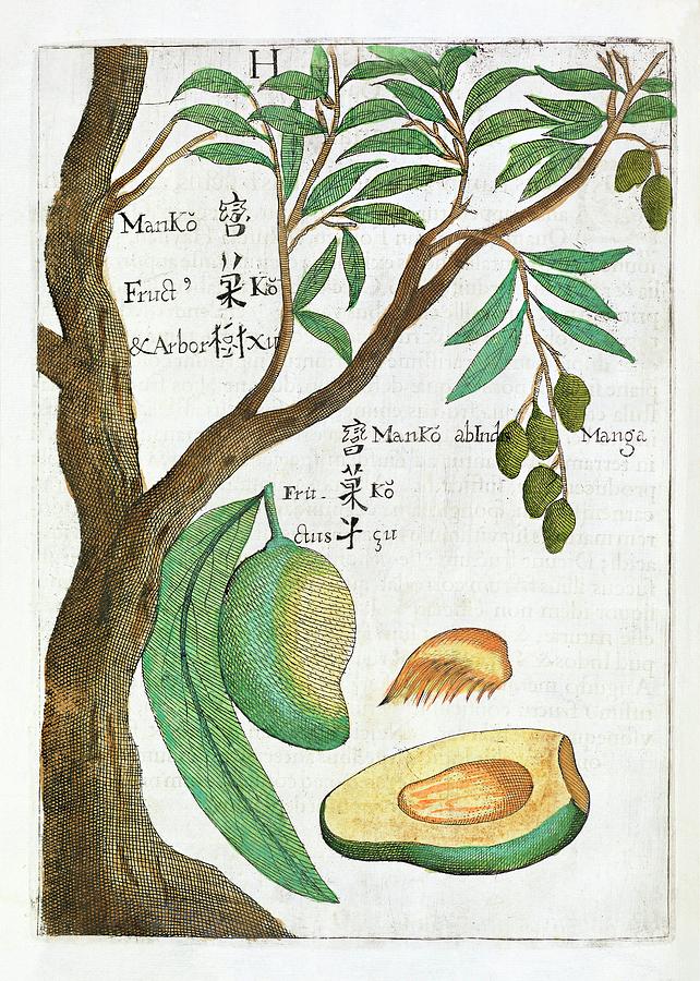 Mango Tree And Fruit Photograph by Natural History Museum, London