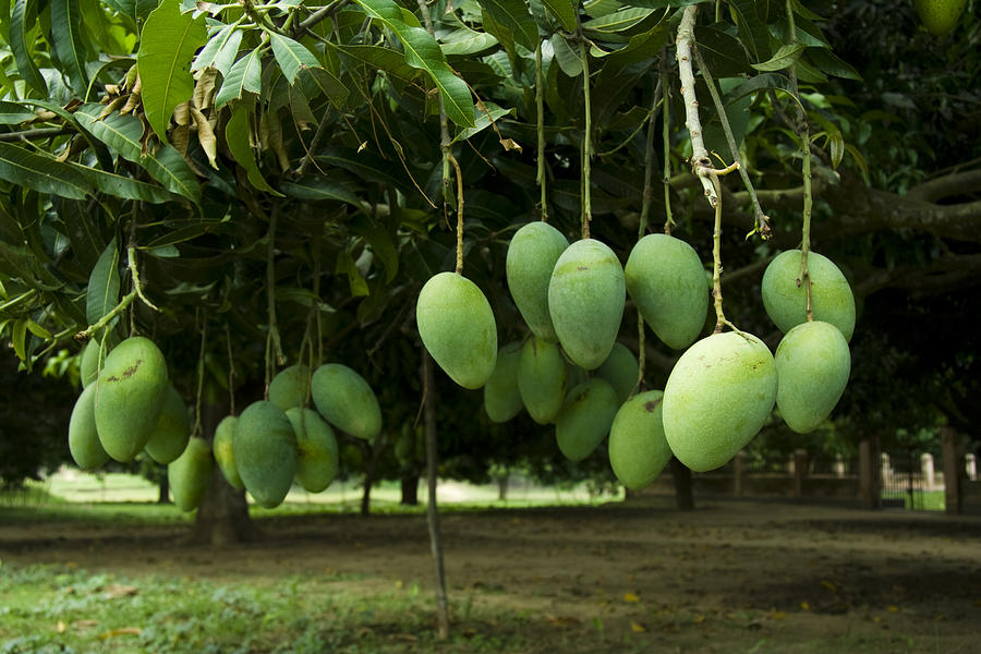Mango Tree Photograph by Sudipta Das