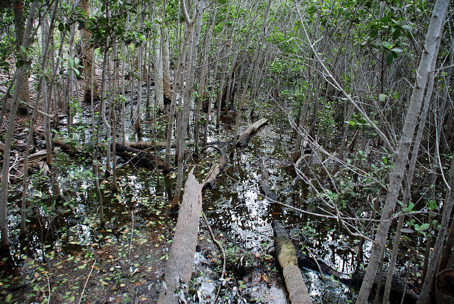 Mangrove 001 Photograph by Larry Ward