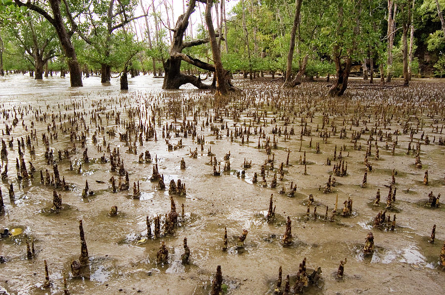 Mangrove Aerial Roots Photograph by Matthew Oldfield/science Photo ...