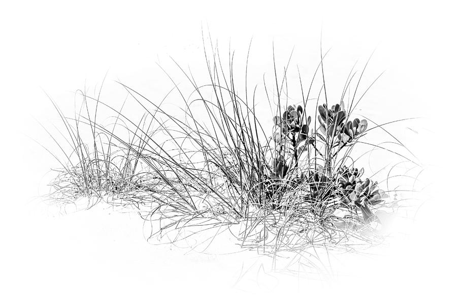 Tree Photograph - Mangrove and Sea Oats-bw by Marvin Spates