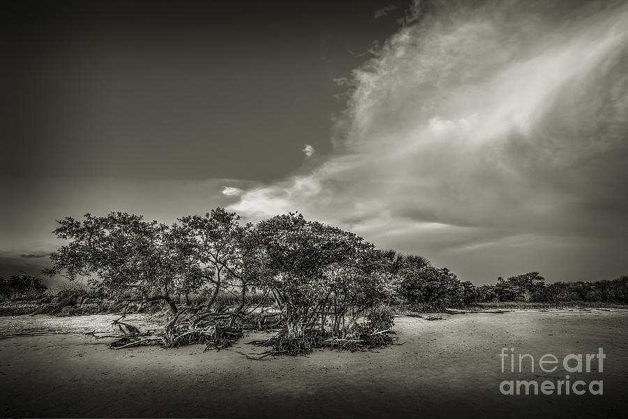 Black And White Photograph - Mangrove at Low Tide by Marvin Spates