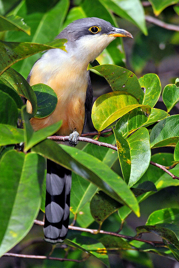 Mangrove Cuckoo Photograph by Alan Lenk