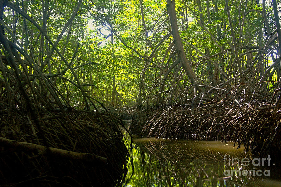 Nature Photograph - mangrove forest in Costa Rica 1 by Rudi Prott