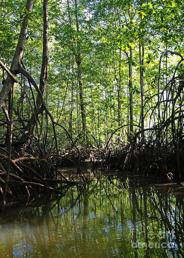 mangrove forest in Costa Rica 2 Photograph by Rudi Prott