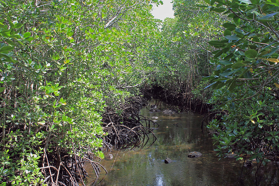 Mangrove Forest Photograph by Tony Murtagh