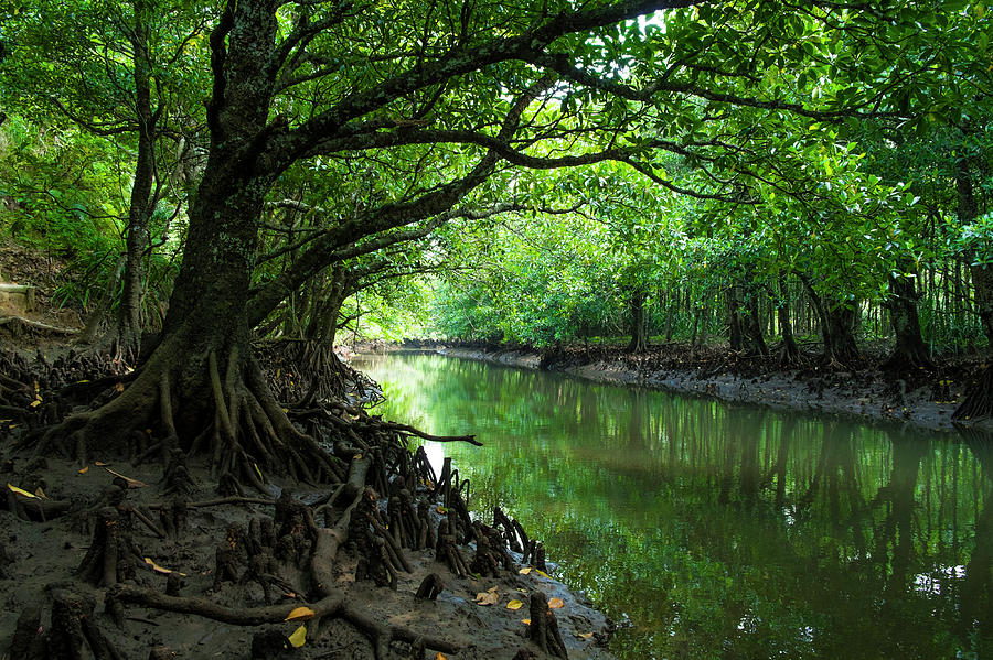 Mangrove Forest Photograph by Tsuneo Yamashita
