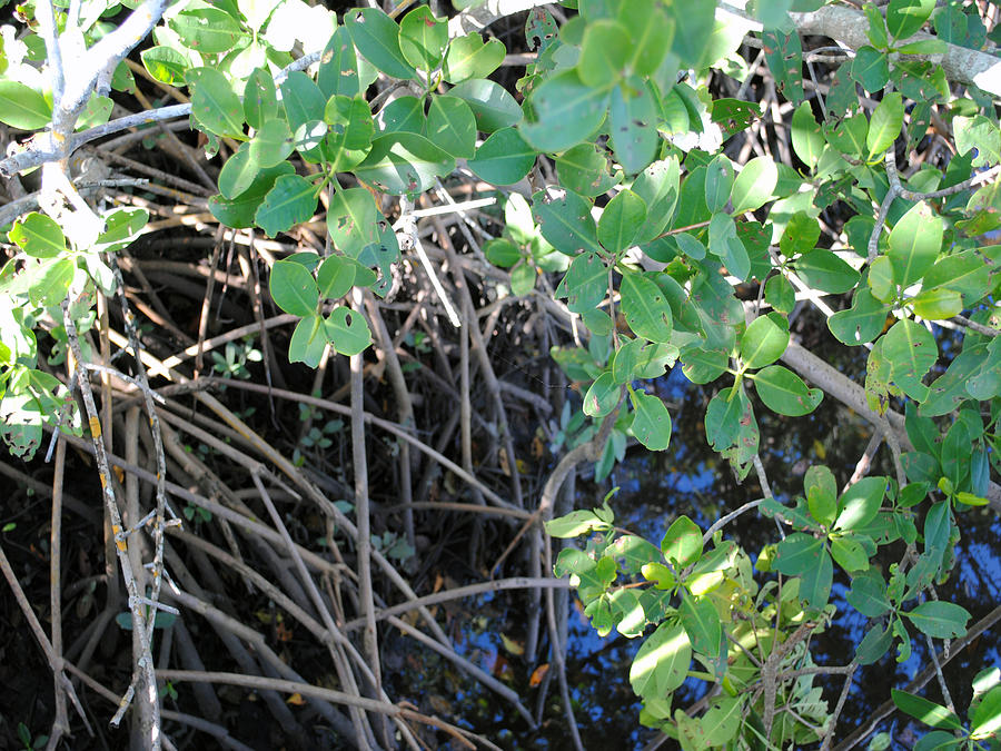 Mangrove Greenery  Digital Art by Steve Sperry