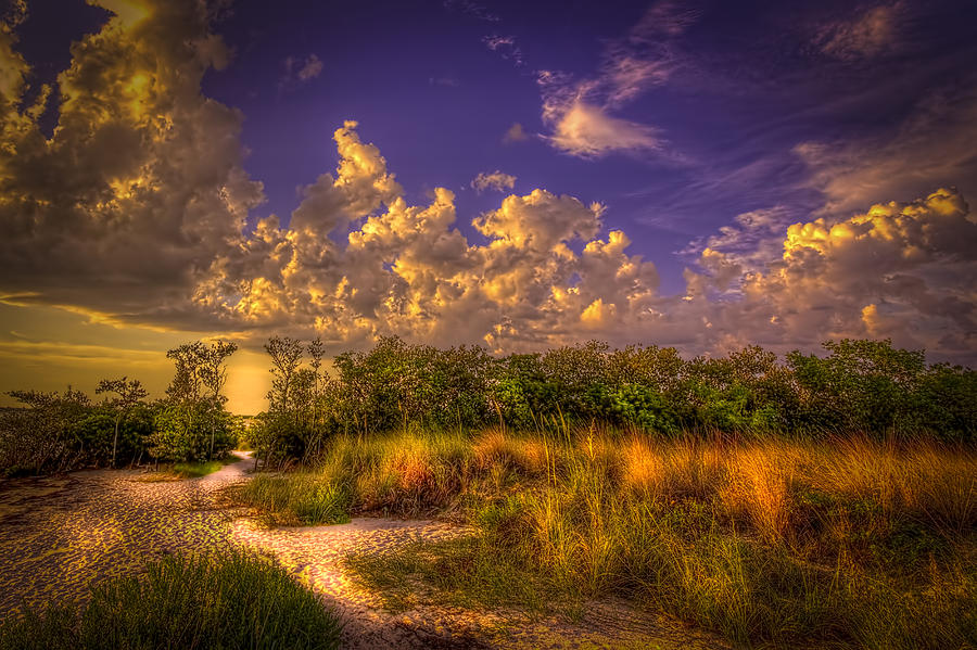Sunset Photograph - Mangrove Path by Marvin Spates