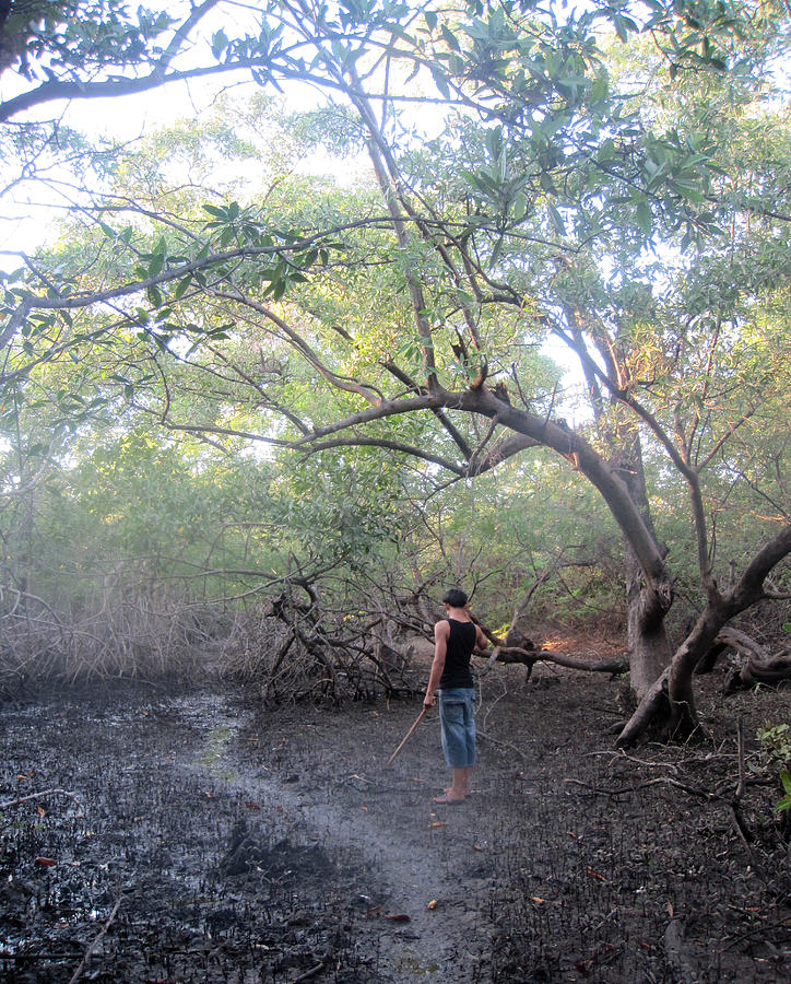 Nicaragua Photograph - Mangrove Path by Rosa Diaz