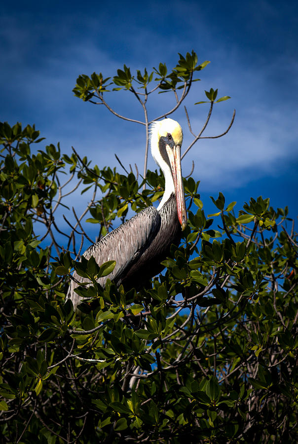 Pelican Photograph - Mangrove Pelican by Karen Wiles