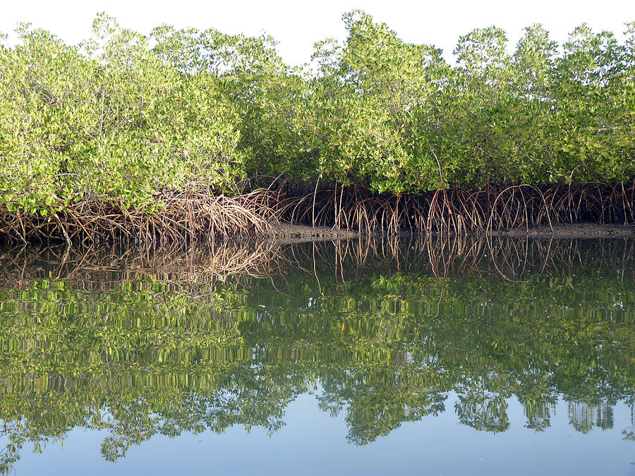 Mangrove Refelections Photograph by Tony Murtagh