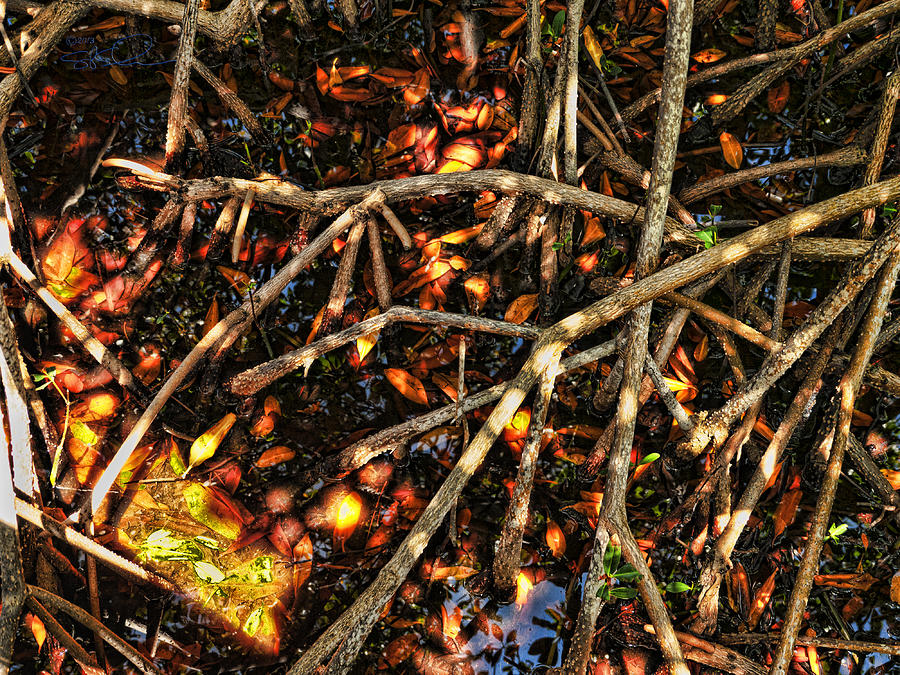 Mangrove Root Photograph by S Paul Sahm
