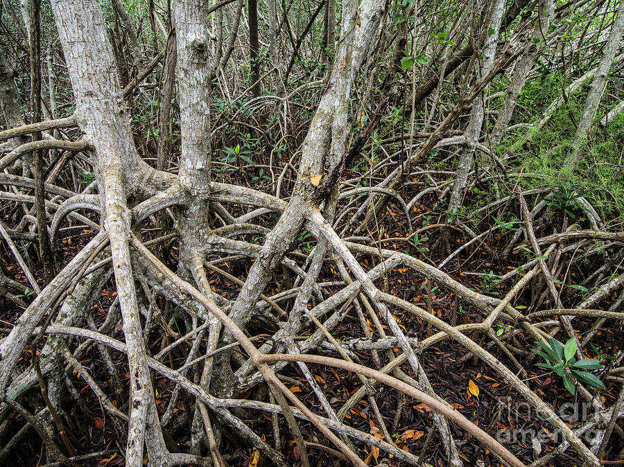 Everglades National Park Photograph - Mangrove Roots 3 by Tracy Knauer
