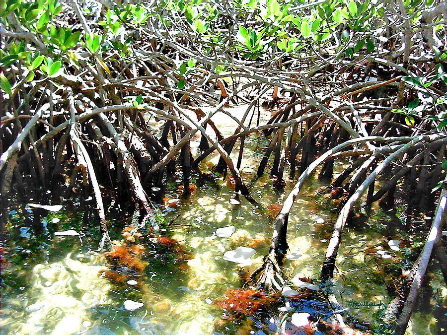 Mangrove Roots Filtered Photograph by Duane McCullough