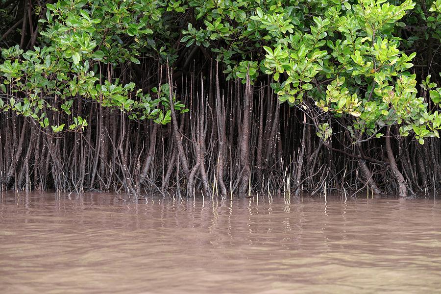 Mangrove Roots by Martin Rietze