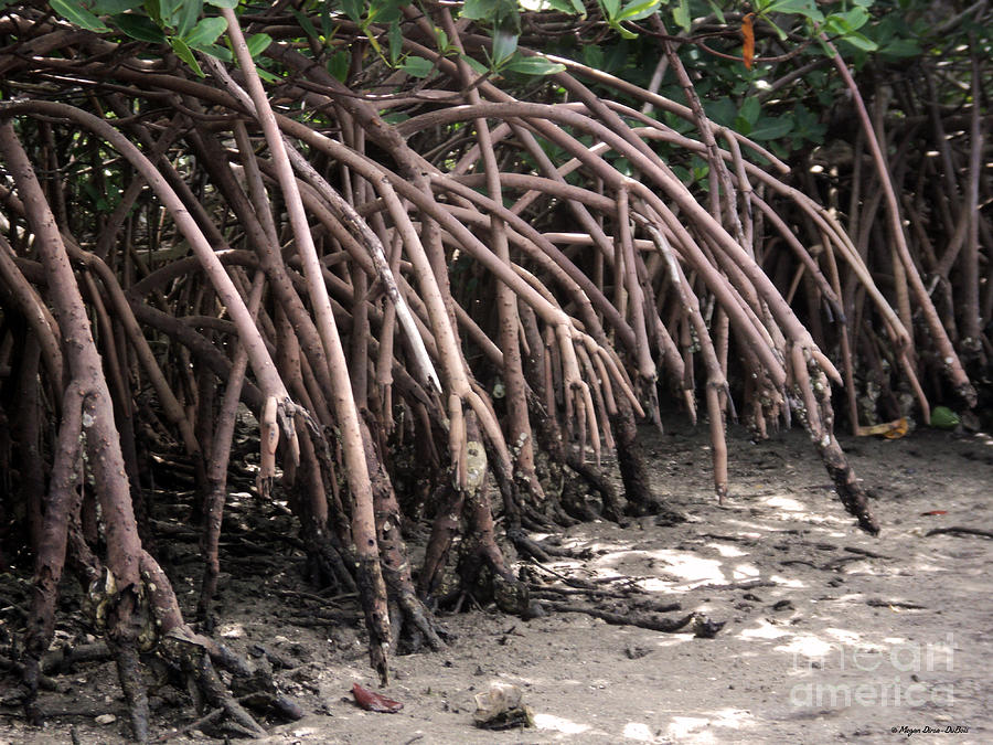 Mangrove Roots Photograph by Megan Dirsa-DuBois
