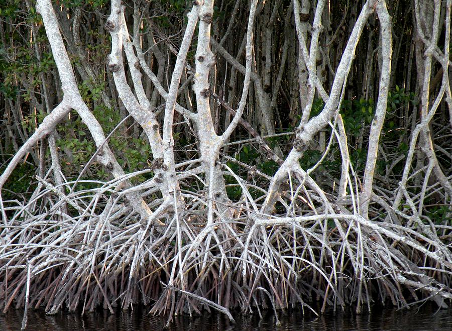 Mangrove Roots Photograph