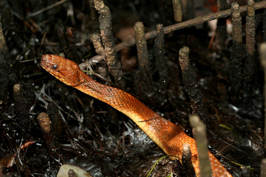 Snake Photograph - Mangrove Salt Marsh Snake by April Wietrecki Green